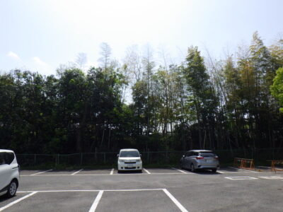 クスノキの枝葉が駐車場のフェンスにかからないように強剪定を実施した事例｜大阪府枚方市