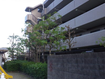 マンション周辺の8mのケヤキや5mのクスノキなどの高木剪定を実施した事例｜大阪府枚方市