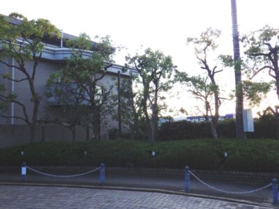 マンション周辺の8mのケヤキや5mのクスノキなどの高木剪定を実施した事例｜大阪府枚方市