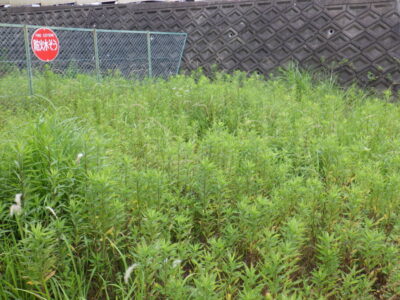 店舗や企業が入っているビルの横の土地の除草作業を実施した事例｜大阪府枚方市