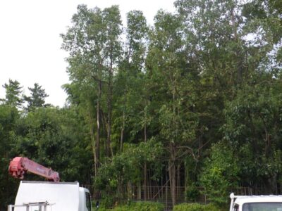 背の高い雑木（8～10m）の伐採作業｜下のフェンスに気を付ける　枚方市