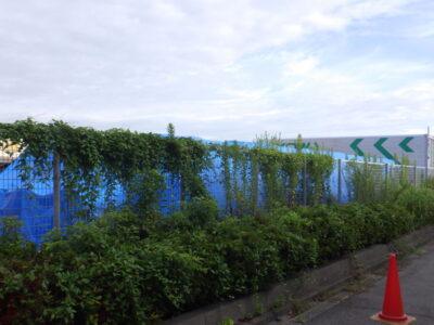 100mに渡るヒラドツツジの低木剪定と雑草の除草作業を実施した事例｜大阪市港区（作業前）