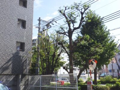 マンション敷地内の背の高い落葉樹を2人2日で剪定した事例｜大阪市港区（作業後）