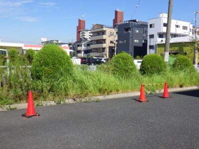 駐車場に隣接するケヤキ・カイヅカイブキの剪定と除草作業を実施した事例｜大阪市港区（作業前）