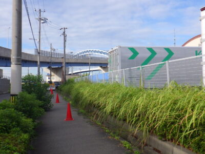 100mに渡るヒラドツツジの低木剪定と雑草の除草作業を実施した事例｜大阪市港区（作業前）