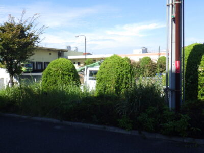 駐車場に隣接するケヤキ・カイヅカイブキの剪定と除草作業を実施した事例｜大阪市港区
