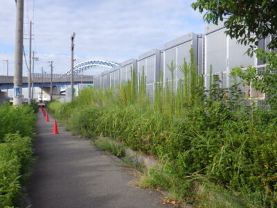 100mに渡るヒラドツツジの低木剪定と雑草の除草作業を実施した事例｜大阪市港区
