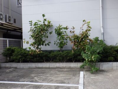 工場敷地内の植栽の間の雑草を手抜きと草刈り機で除草した事例｜大阪市西淀川区（作業前）