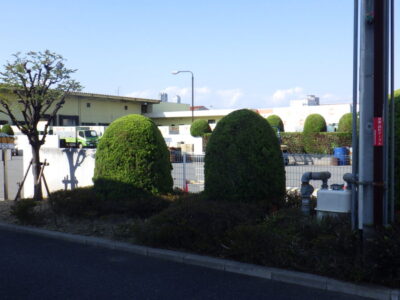 駐車場に隣接するケヤキ・カイヅカイブキの剪定と除草作業を実施した事例｜大阪市港区（作業後）