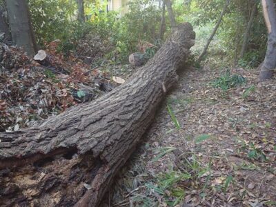 根が腐って倒れかかっていた直径80cmのクスノキ1本を伐採した事例｜大阪府枚方市（作業後）