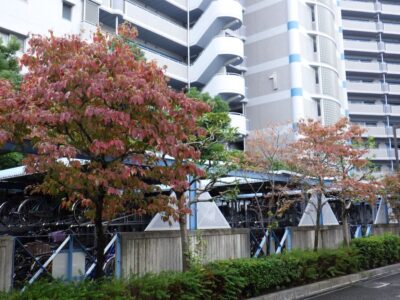 マンション敷地内の背の高い落葉樹を2人2日で剪定した事例｜大阪市港区（作業前）