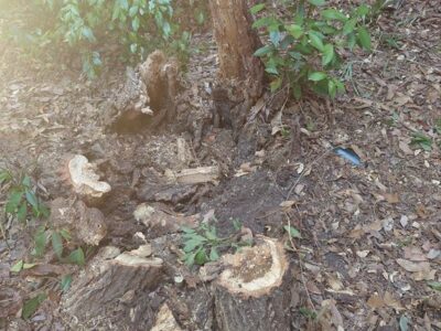 根が腐って倒れかかっていた直径80cmのクスノキ1本を伐採した事例｜大阪府枚方市（作業後）