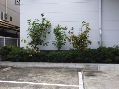 工場敷地内の植栽の間の雑草を手抜きと草刈り機で除草した事例｜大阪市西淀川区