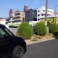 駐車場に隣接するケヤキ・カイヅカイブキの剪定と除草作業を実施した事例｜大阪市港区（作業後）