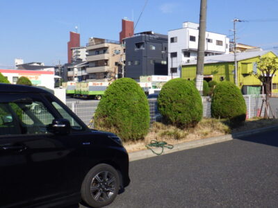 駐車場に隣接するケヤキ・カイヅカイブキの剪定と除草作業を実施した事例｜大阪市港区（作業後）