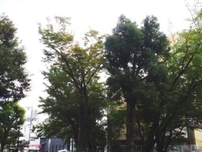 マンション敷地内の背の高い落葉樹27本を2人2日で剪定した事例｜大阪市港区