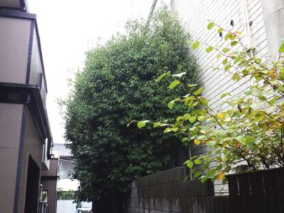 大きく伸びたカシ10本・ケヤキ2本の剪定とモチ1本の伐採を半日で実施した事例｜京都市左京区