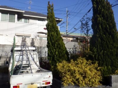 台風で傾いてしまったコノテガシワの高木剪定とフィリフェラオーレアなどの低木剪定・除草作業を半日で実施した事例｜大阪府摂津市