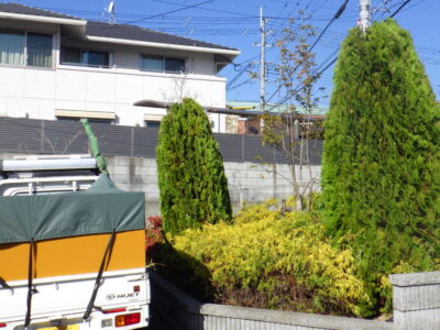 台風で傾いてしまったコノテガシワの高木剪定とフィリフェラオーレアなどの低木剪定・除草作業を半日で実施した事例｜大阪府摂津市