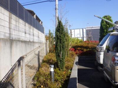 台風で傾いてしまったコノテガシワの高木剪定とフィリフェラオーレアなどの低木剪定・除草作業を半日で実施した事例｜大阪府摂津市