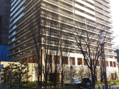 マンションの管理組合様よりケヤキ12本の枯れ枝除去とシラカシ2本の伐採をご依頼いただいた事例｜大阪市浪速区