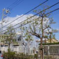 【年3回の年間植栽管理】クスノキの高木剪定6本とモクレンの中木剪定6本を半日で実施した事例｜大阪市西淀川区（作業後）