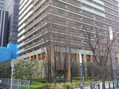 マンションの管理組合様よりケヤキ12本の枯れ枝除去とシラカシ2本の伐採をご依頼いただいた事例｜大阪市浪速区