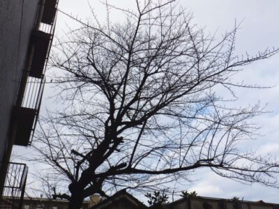 幹が腐りかけていた高さ10mのサクラの木を3人5時間で伐採した事例｜大阪府枚方市