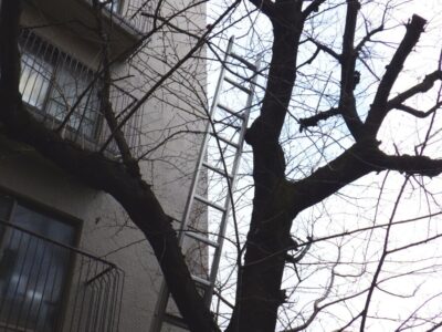 幹が腐りかけていた高さ10mのサクラの木を3人5時間で伐採した事例｜大阪府枚方市