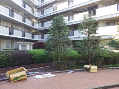 【年間植栽管理】マンション花壇のアベリアフランシスメイソン・アベリアホープレイズの植え替え作業を2人半日で実施した事例｜大阪府枚方市