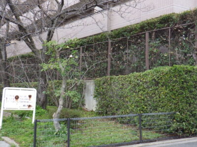 【年間植栽管理】幅30mのウバメガシの生垣剪定を1人3時間で実施した事例｜大阪府枚方市
