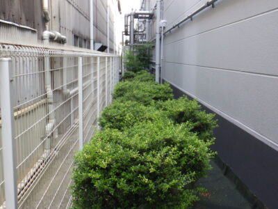 【年間植栽管理】社屋の周囲80mに渡るツゲの低木剪定作業を実施した事例｜大阪市西淀川区