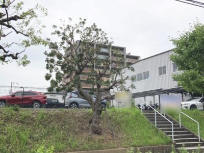 【年3回の植栽管理】大きくなりすぎてしまった6mのクスノキ2本・ヤマモモ2本の計4本の高木剪定をした事例｜大阪府枚方市