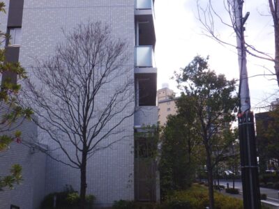 【年4回のマンション植栽管理】高さ3～12mの落葉樹トウカエデ・モミジ・サルスベリ・コブシ・アメリカヤマボウシ・ハナミズキの高木剪定を2人1日で実施した事例｜大阪府大阪市東淀川区