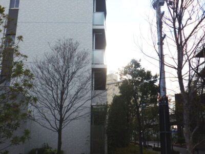 【年4回のマンション植栽管理】高さ3～12mの落葉樹トウカエデ・モミジ・サルスベリ・コブシ・アメリカヤマボウシ・ハナミズキの高木剪定を2人1日で実施した事例｜大阪府大阪市東淀川区