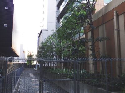 【年4回のマンション植栽管理】シマトネリコ・アラカシ・シラカシ・トウカエデ計44本の高木剪定と除草作業を2人2日で実施した事例｜大阪府大阪市浪速区