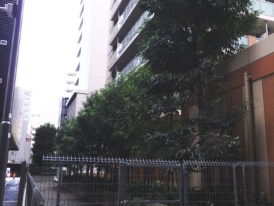 【年4回のマンション植栽管理】シマトネリコ・アラカシ・シラカシ・トウカエデ計44本の高木剪定と除草作業を2人2日で実施した事例｜大阪府大阪市浪速区
