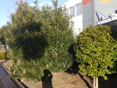 【年4回の植栽管理】ツゲ・サザンカ・ケヤキなど計10本の植木とウバメガシの生垣を2人1日で剪定した事例｜大阪府枚方市