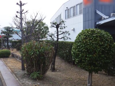 【年4回の植栽管理】ツゲ・サザンカ・ケヤキなど計10本の植木とウバメガシの生垣を2人1日で剪定した事例｜大阪府枚方市