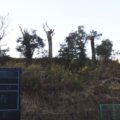 落ち葉に困っていた高さ4mの落葉樹10本の「強剪定」と高さ2mの雑木の「伐採」を2人2日で実施した事例｜大阪府枚方市