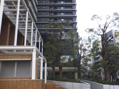 マンションエントランス前の高さ12mのクスノキ5本を3人半日で強剪定した事例｜大阪府大阪市浪速区