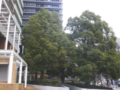マンションエントランス前の高さ12mのクスノキ5本を3人半日で強剪定した事例｜大阪府大阪市浪速区