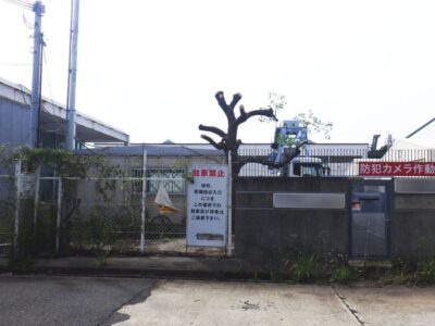 電線までの高さまで伸びた6mのクスノキ1本を2人2時間で強剪定した事例｜大阪府大阪市港区