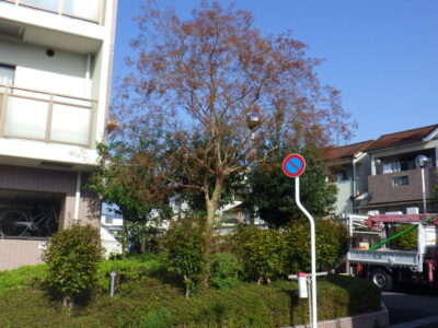 社宅に植わっていたサルスベリ1本とアラカシ5本の計6本を3人4時間で伐採した事例｜京都府八幡市