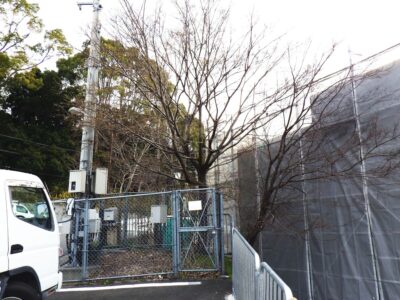 隣接する店舗との境界に生えていた高さ6～7mの雑木5本を2人4時間で伐採した事例｜兵庫県神戸市須磨区