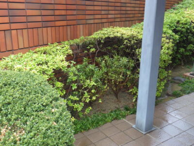 マンション入口の潰れてしまったヒラドツツジ2株の補植作業を1人1時間半で実施した事例｜大阪府大阪市天王寺区