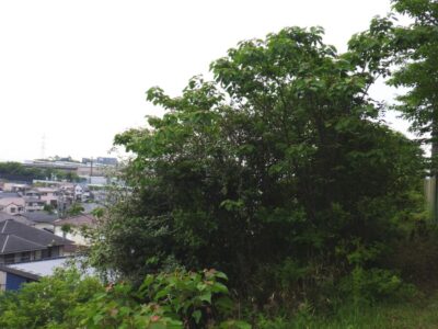 高さ5～6mの擁壁の上の土地180㎡の「除草」と雑木の「伐採」を3人1日で実施した事例｜大阪府枚方市