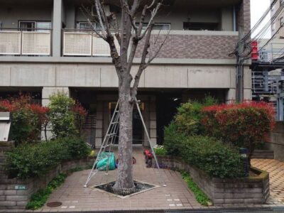 マンションの管理会社様より高さ5～6mのケヤキの「伐採」とレッドロビン・アベリア・プリペットの「剪定」をご依頼いただいた事例｜大阪府堺市
