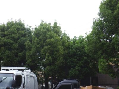 近隣住宅からクレームがあった高さ6mのクスノキ5本を3人半日で強剪定した事例｜大阪府枚方市