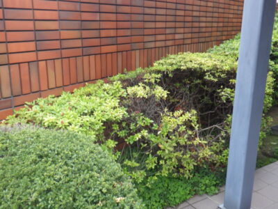 マンション入口の潰れてしまったヒラドツツジ2株の補植作業を1人1時間半で実施した事例｜大阪府大阪市天王寺区